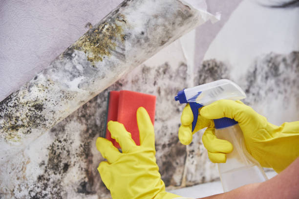 Best Water Damage & Mold Remediation  in USA